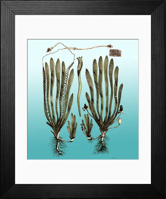 Framed Print : Page from Darwin's Botanic Garden