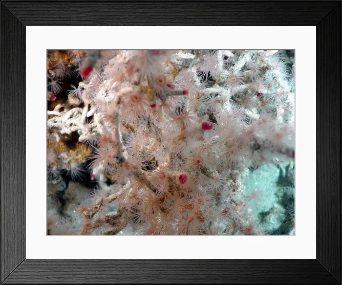 Framed Print : Hydrothermal Tubeworms Framed Print : Hydrothermal Tubeworms