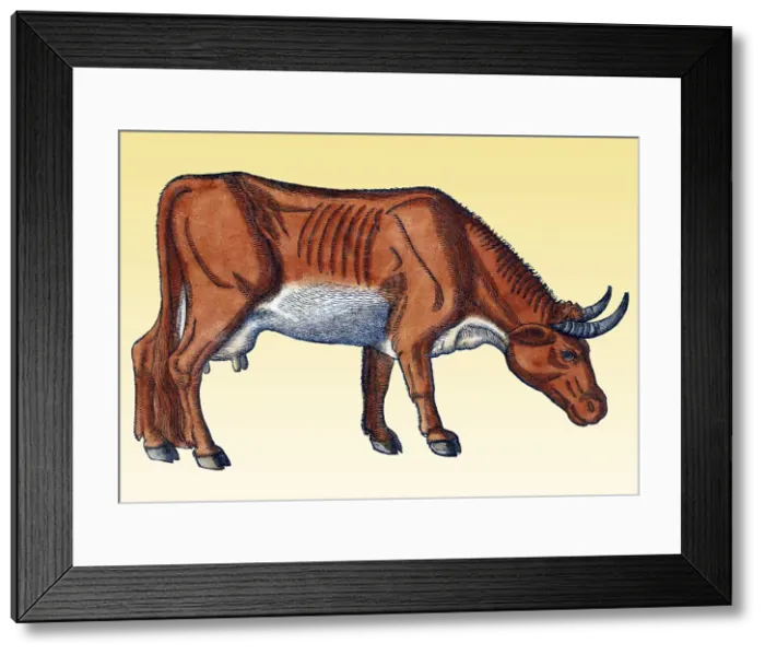 Framed Print : Gessner, Cow, 16th Century Framed Print : Gessner, Cow, 16th Century