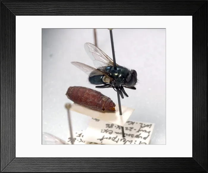 Framed Print : Forensic Helpers, Black Blow Fly and Puparia Framed Print : Forensic Helpers, Black Blow Fly and Puparia
