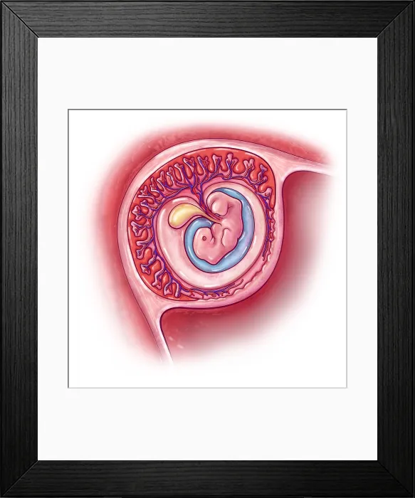 Framed Print : Embryonic Development, 4 Weeks