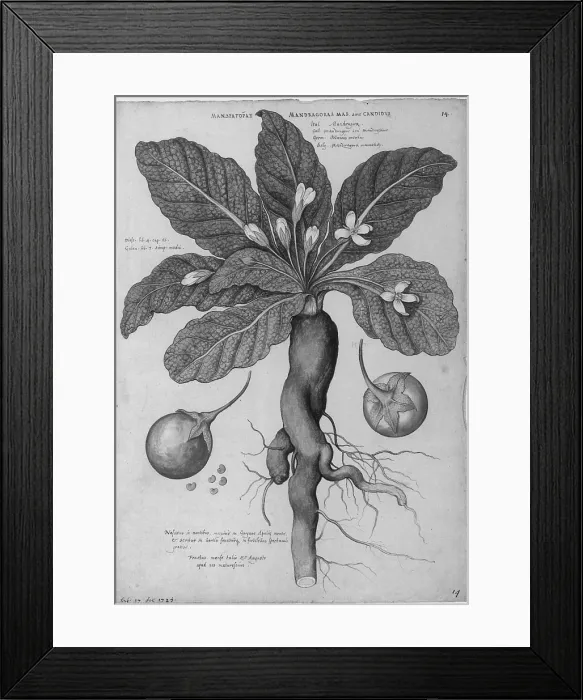 Framed Print : Mandrake Root, Alchemy Plant Framed Print : Mandrake Root, Alchemy Plant
