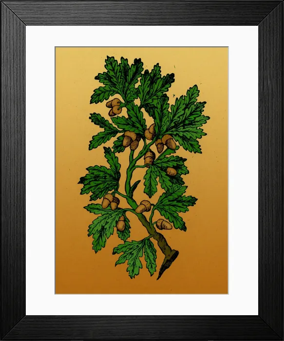 Framed Print : Oak Tree, Mattioli's Discorsi, 1544 Framed Print : Oak Tree, Mattioli's Discorsi, 1544