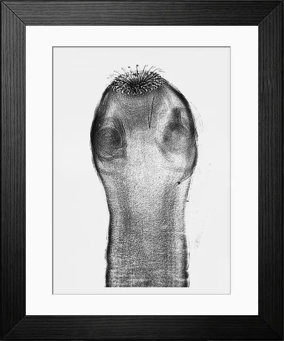 Framed Print : Dog Tapeworm Scolex (LM) under a microscope Framed Print : Dog Tapeworm Scolex (LM) under a microscope