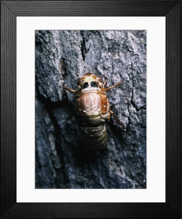 Framed Print : Periodical Cicada