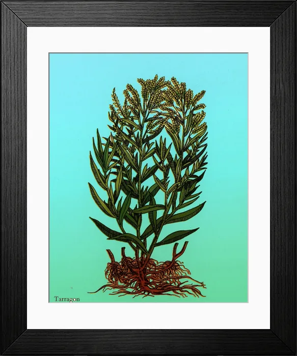 Framed Print : Tarragon, Perennial Herb Framed Print : Tarragon, Perennial Herb