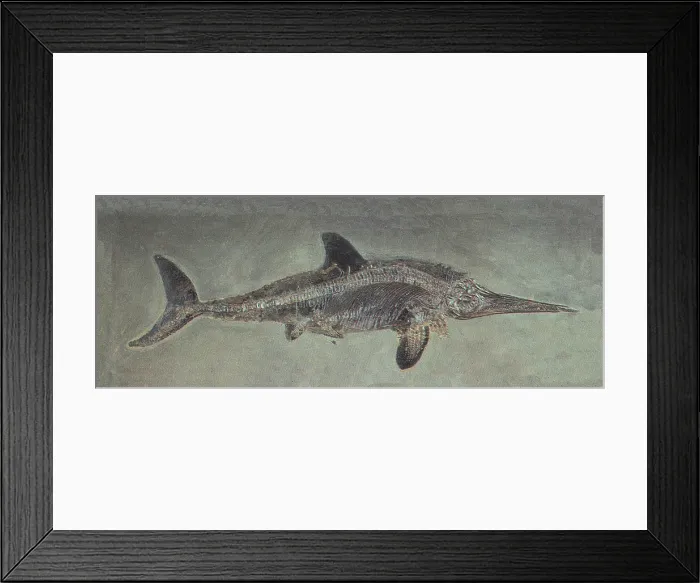 Framed Print : Ichthyosaurus acutirostris, Mesozoic Reptile