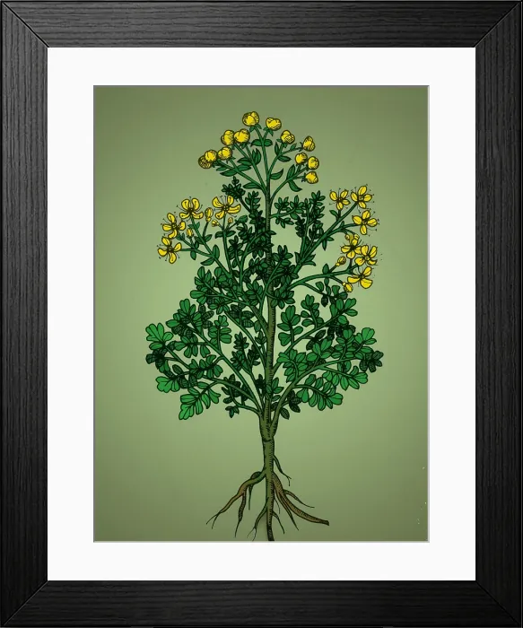 Framed Print : Ruta Graveolens, Alchemy Plant Framed Print : Ruta Graveolens, Alchemy Plant