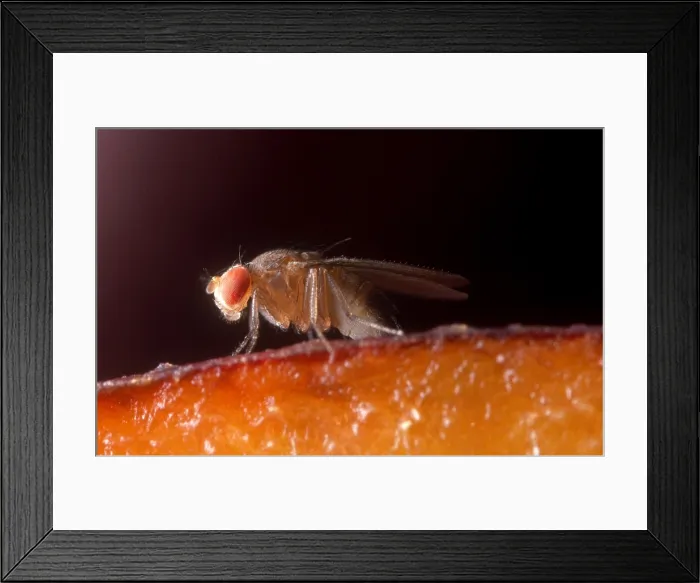 Framed Print : Drosophila on Fruit Framed Print : Drosophila on Fruit