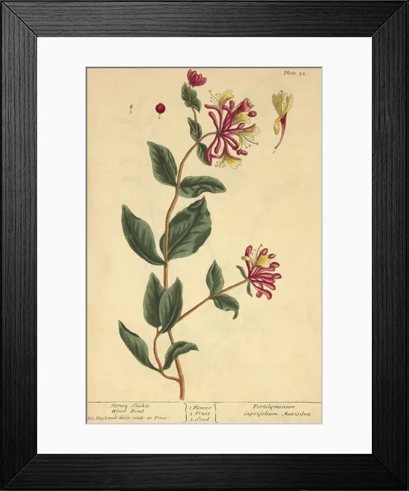 Framed Print : Honeysuckle, Medicinal Plant, 1737 Framed Print : Honeysuckle, Medicinal Plant, 1737