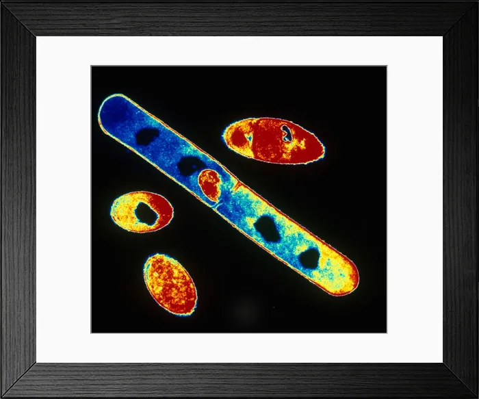 Framed Print : Bacillus subtilis Bacteria, TEM Framed Print : Bacillus subtilis Bacteria, TEM