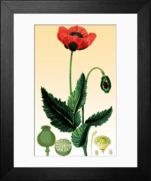 Framed Print : Medicinal Plant, Poppy, 1815 Framed Print : Medicinal Plant, Poppy, 1815