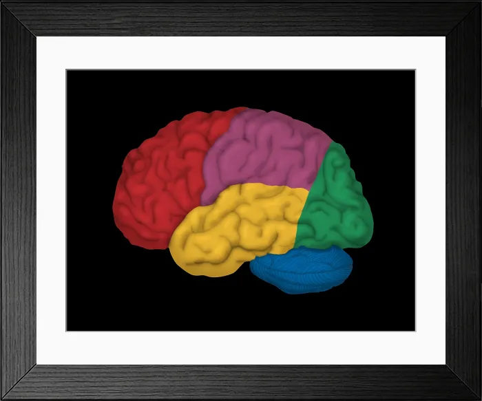 Framed Print : Human Brain, Lateral View Framed Print : Human Brain, Lateral View
