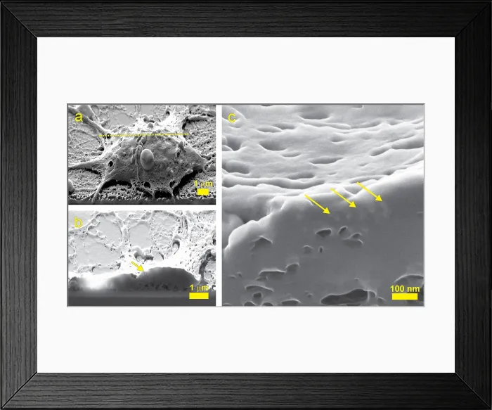 Framed Print : Nanoparticles, Neural Cell, SHIM Framed Print : Nanoparticles, Neural Cell, SHIM