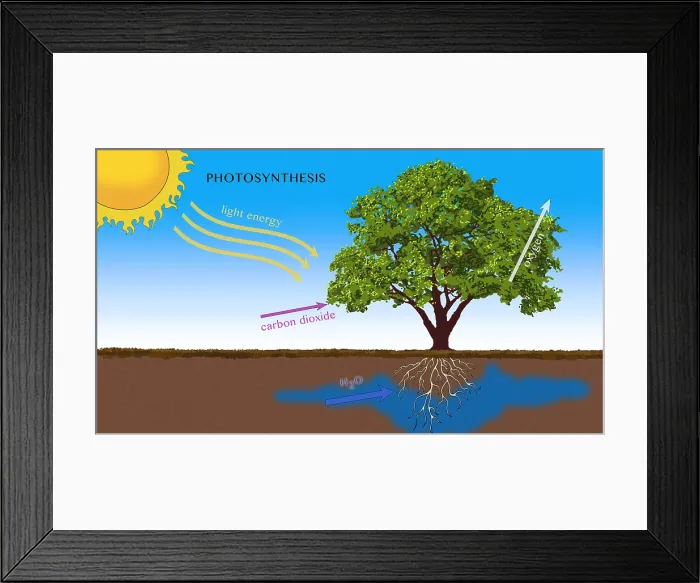 Framed Print : Photosynthesis, Illustration