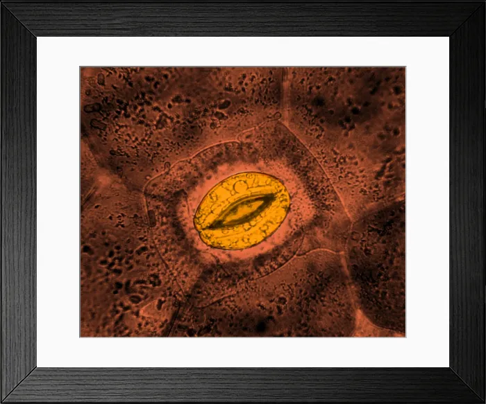 Framed Print : Tradescantia sp. Stomata, light micrograph Framed Print : Tradescantia sp. Stomata, light micrograph
