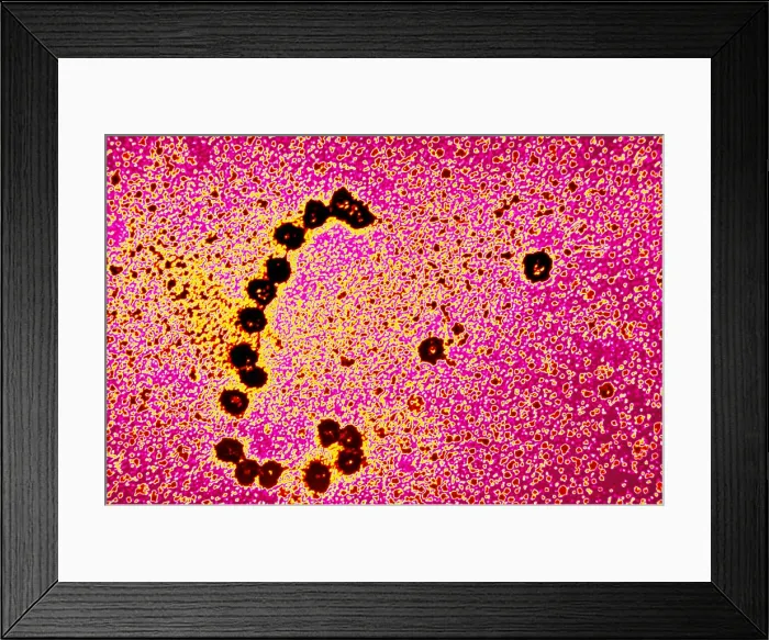 Framed Print : Ribosomes translating RNA strand Framed Print : Ribosomes translating RNA strand