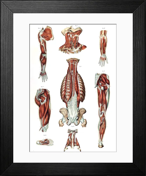Framed Print : Anatomie du Corps Humain, Laskowski, 1894 Framed Print : Anatomie du Corps Humain, Laskowski, 1894