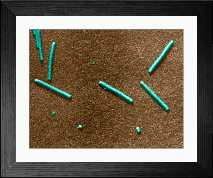 Framed Print : Tobacco mosaic Virus, TEM Framed Print : Tobacco mosaic Virus, TEM