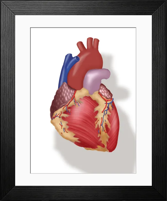 Framed Print : Illustration of Human Heart Framed Print : Illustration of Human Heart