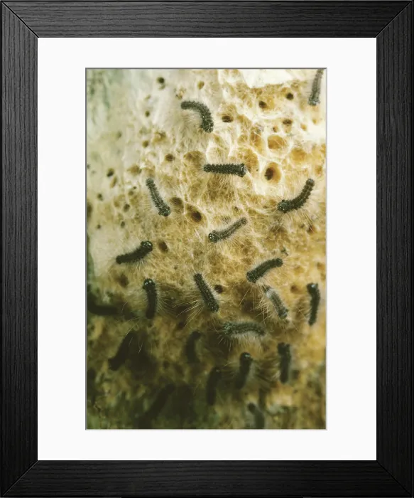 Framed Print : Hatching Gypsy Moths