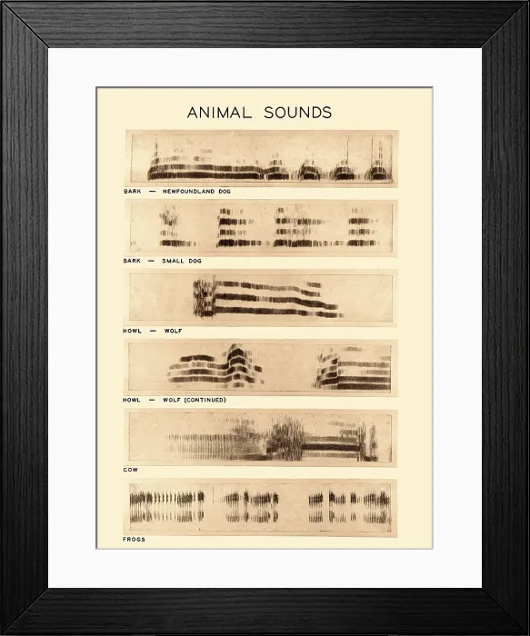 Framed Print : Spectrogram of Animal Sounds Framed Print : Spectrogram of Animal Sounds