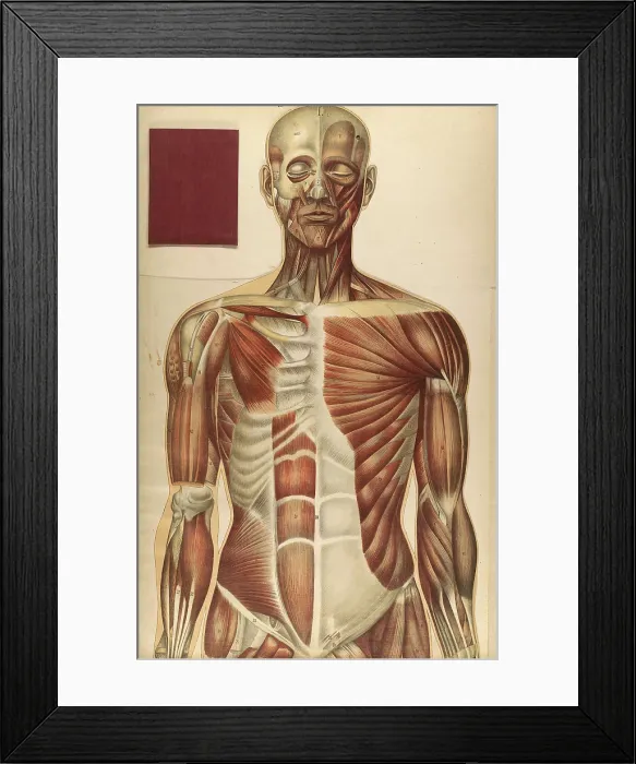 Framed Print : Julien Bougle, Le corps humain, 1899 Framed Print : Julien Bougle, Le corps humain, 1899