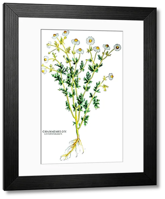 Framed Print : Chamomile, Alchemy Plant Framed Print : Chamomile, Alchemy Plant
