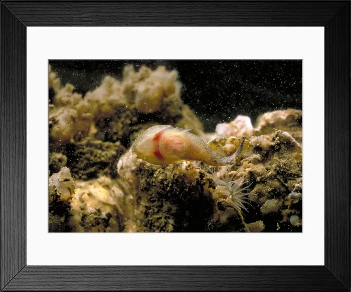 Framed Print : Skilletfish