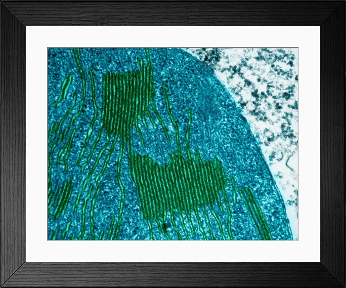 Framed Print : Chloroplasts in Tomato Leaf Cell, TEM Framed Print : Chloroplasts in Tomato Leaf Cell, TEM