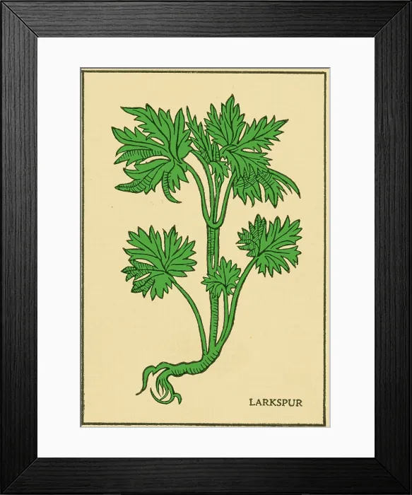 Framed Print : Larkspur, Alchemy Plant Framed Print : Larkspur, Alchemy Plant