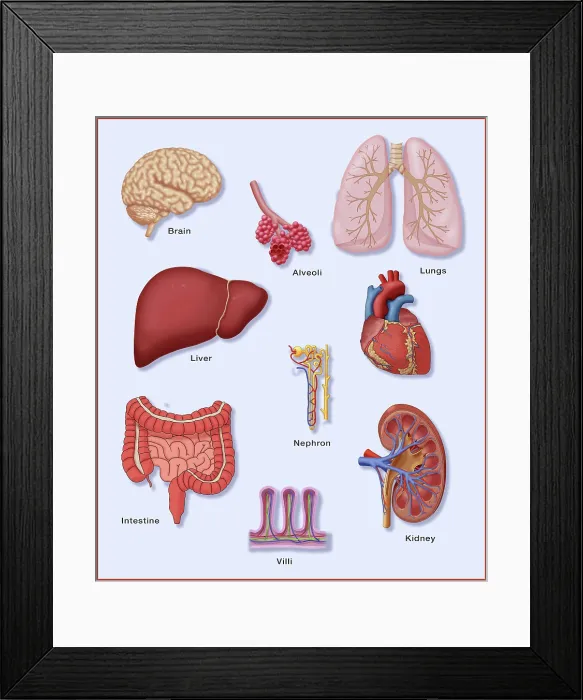 Framed Print : Organs with Delicate Vascular Systems Framed Print : Organs with Delicate Vascular Systems