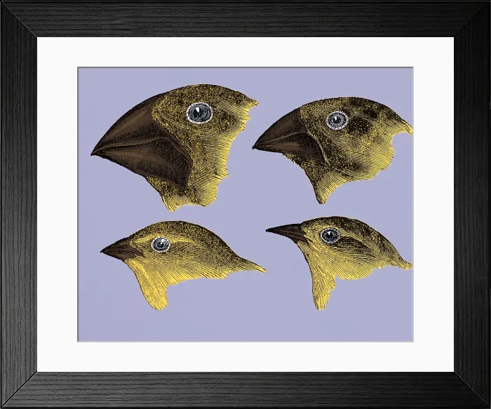 Framed Print : Galapagos Finches