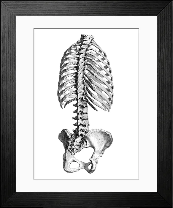 Framed Print : William Cheselden, 'Osteographia', 1733 Framed Print : William Cheselden, 'Osteographia', 1733