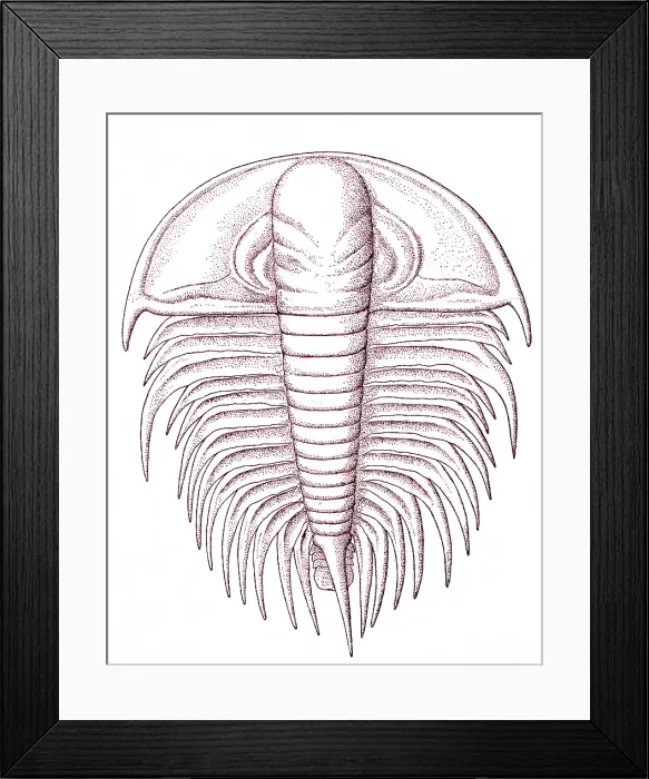 Framed Print : Cambrian Arthropod Framed Print : Cambrian Arthropod