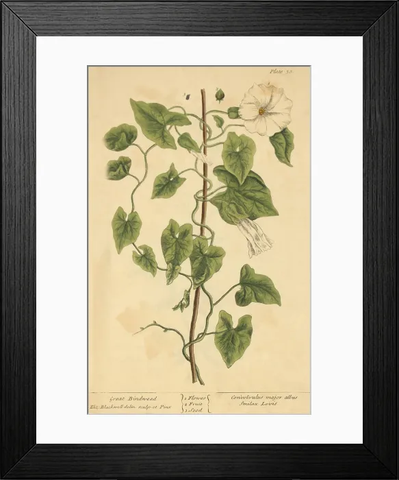 Framed Print : Great Bindweed, Medicinal Plant, 1737 Framed Print : Great Bindweed, Medicinal Plant, 1737