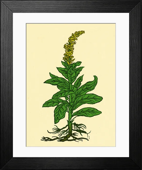 Framed Print : Mullein. The mullein (verbascum thapsus) native to Europe