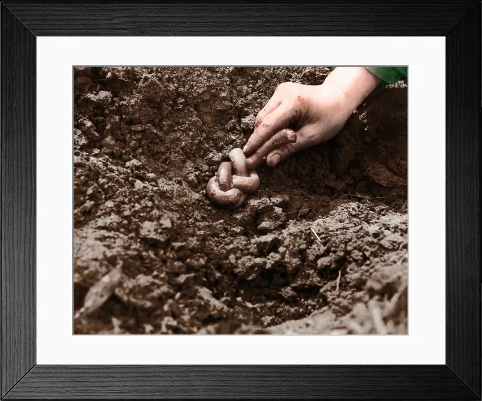 Framed Print : Giant Earthworm Framed Print : Giant Earthworm