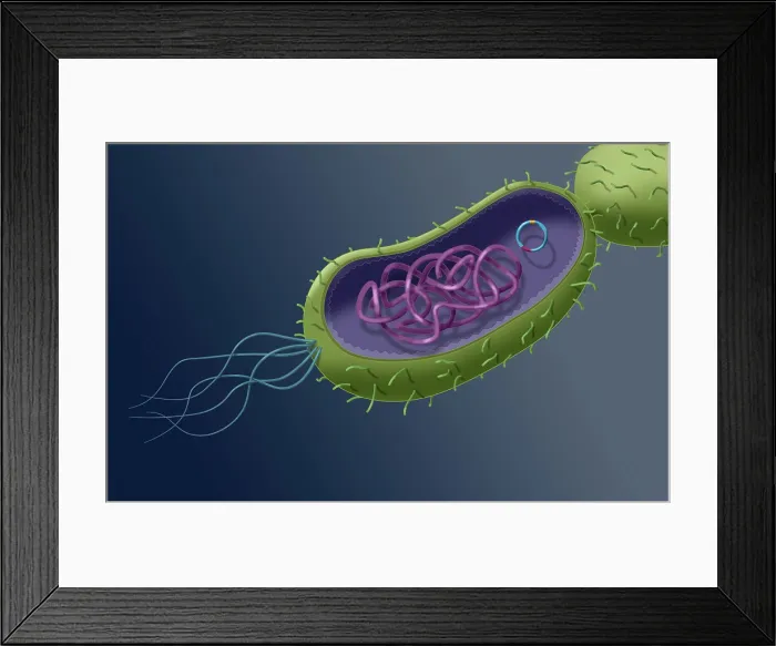 Framed Print : Transfer of genetic material, horizontal gene transfer (HGT), through plasmid transfer, microbiology visual Framed Print : Transfer of genetic material, horizontal gene transfer (HGT), through plasmid transfer, microbiology visual