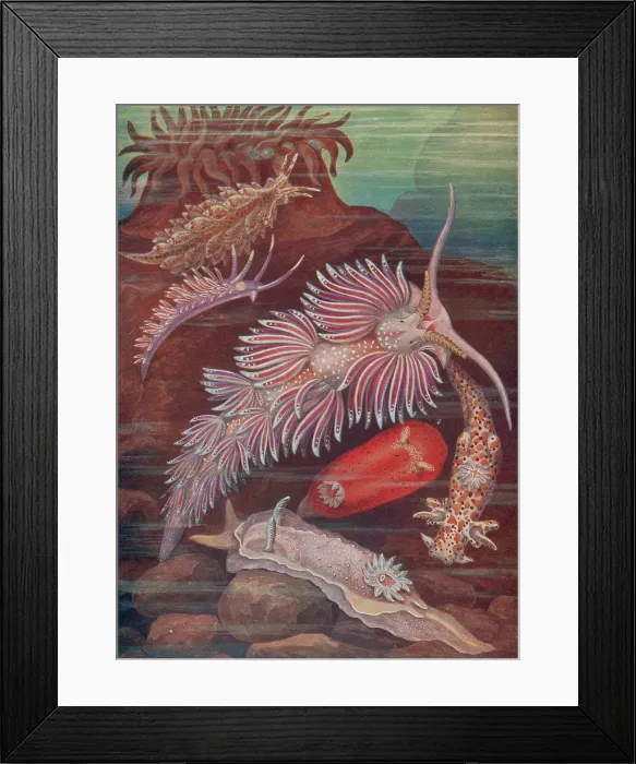 Framed Print : Marine Invertebrates, Sea Slugs Framed Print : Marine Invertebrates, Sea Slugs