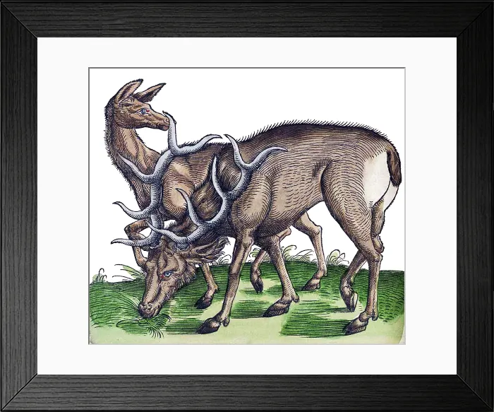 Framed Print : Gessner, Deer, 16th Century Framed Print : Gessner, Deer, 16th Century