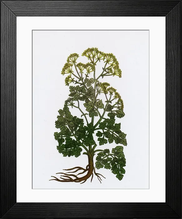 Framed Print : Cymopterus Lemmonii, Mountain Parsley