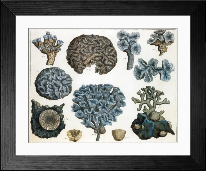 Framed Print : Corals are marine invertebrates in the class Anthozoa of phylum Cnidaria Framed Print : Corals are marine invertebrates in the class Anthozoa of phylum Cnidaria