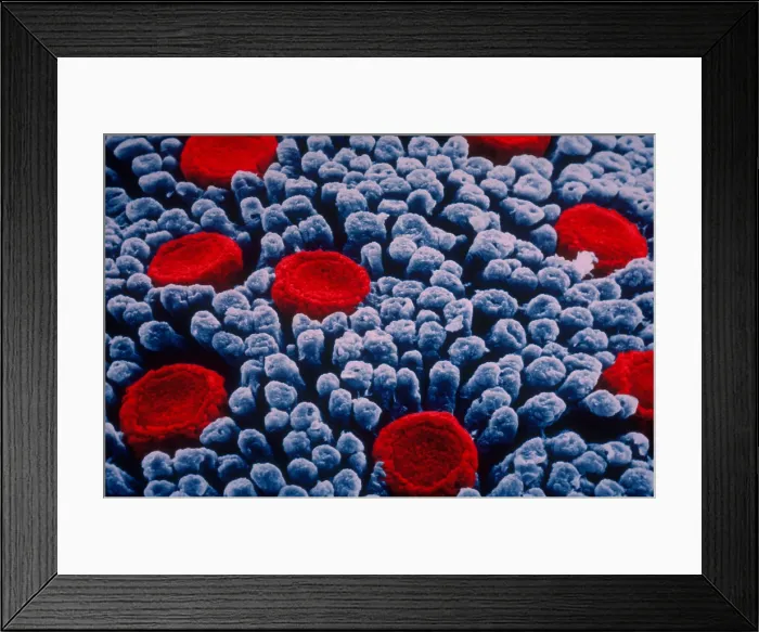 Framed Print : Taste Buds, under a microscope (SEM)