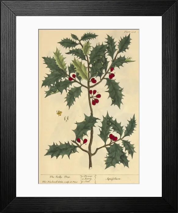 Framed Print : Holly, Medicinal Plant, 1737 Framed Print : Holly, Medicinal Plant, 1737