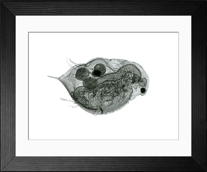 Framed Print : Daphnia under a microscope Framed Print : Daphnia under a microscope