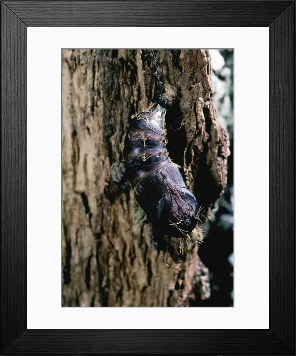 Framed Print : Gypsy Moth pupa Framed Print : Gypsy Moth pupa