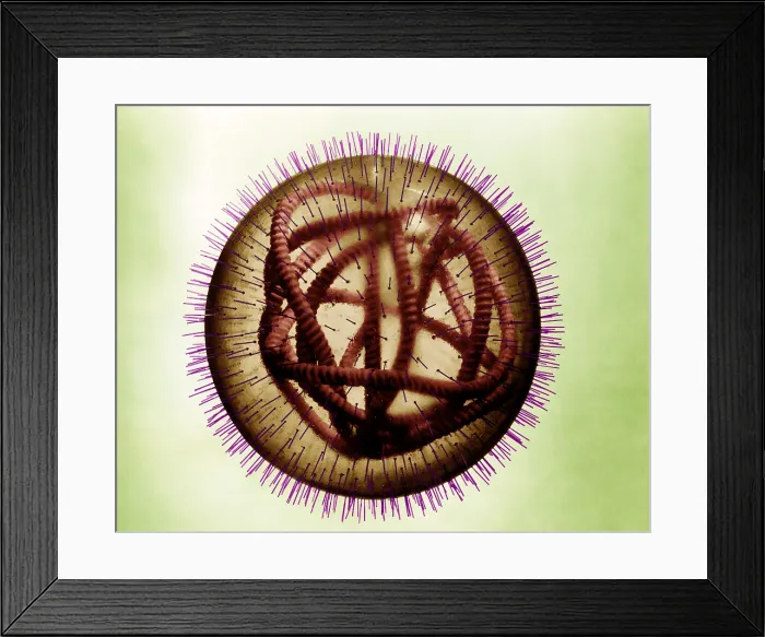 Framed Print : MeV, Measles Virus Framed Print : MeV, Measles Virus