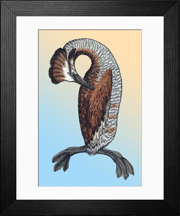 Framed Print : Gessner, Loon, 16th Century Framed Print : Gessner, Loon, 16th Century
