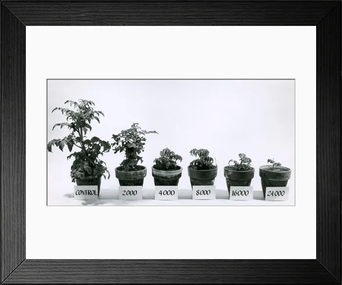 Framed Print : Radiation and Tomato Plants Framed Print : Radiation and Tomato Plants